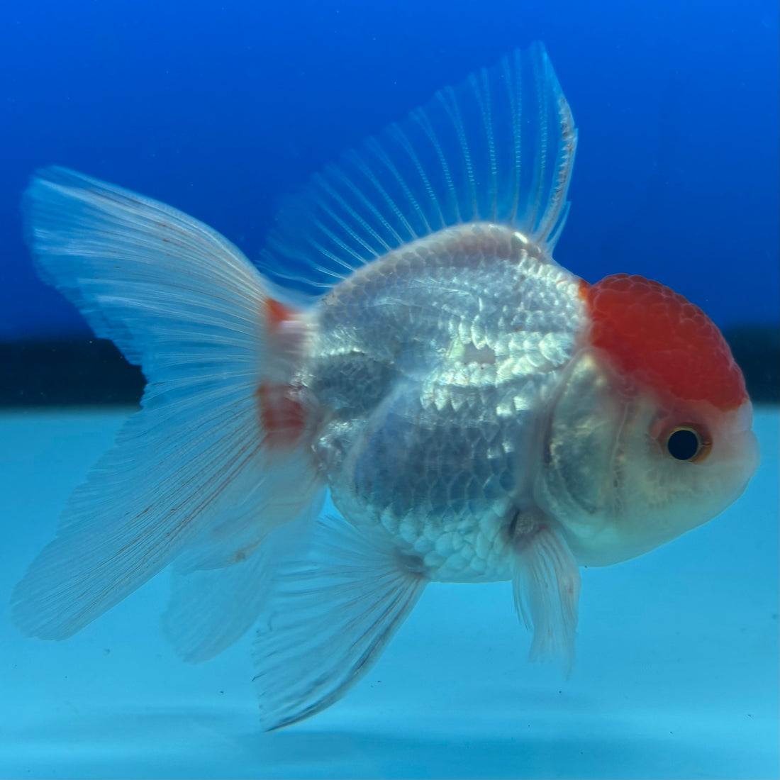 Thai Oranda White Body Red Cap 2” Male (CK-1560)R3A09
