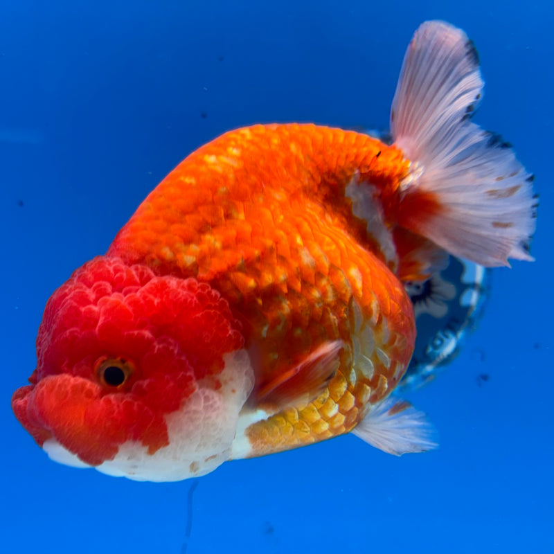 Thai Ranchu JUMBO Red/White 4.5” Body Female(CK-1452)SHOWTANK2