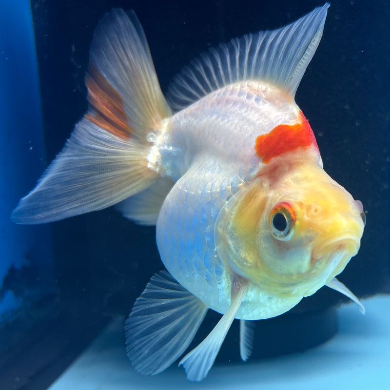 Thai Ryukin Lemon Head Red/White Show Quality 2.5" Body Female(CK-870)R3B13