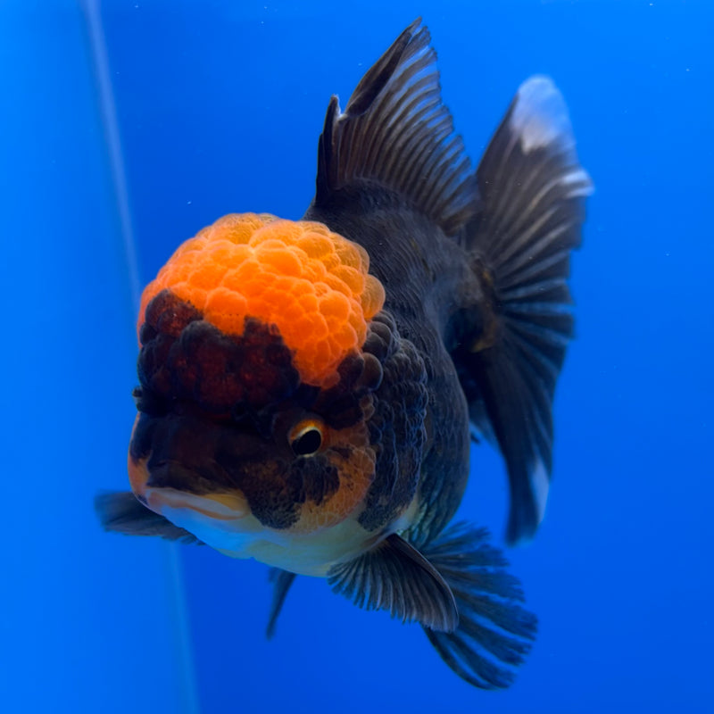 Thai Oranda Black Body Red Cap 3” Body Female(CK-1228)R1B08