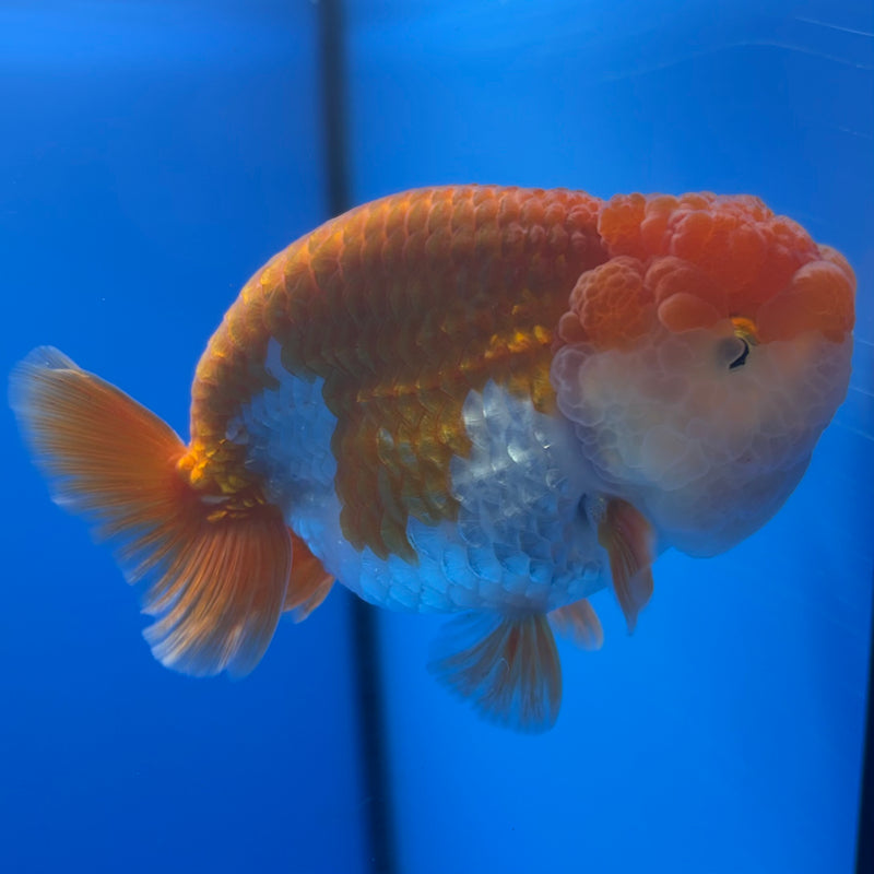 Thai Ranchu Red/White 3.5” Body Male(CK-829)R3A13