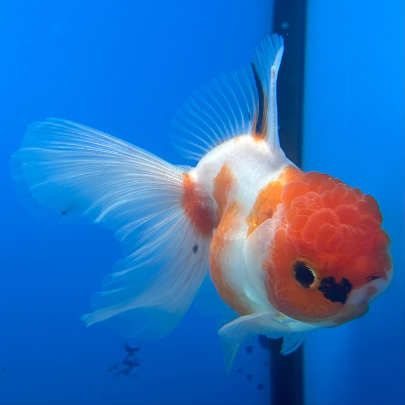 Thai Oranda Tri-Color Calico 3” Body Female(CK-961)R3B12