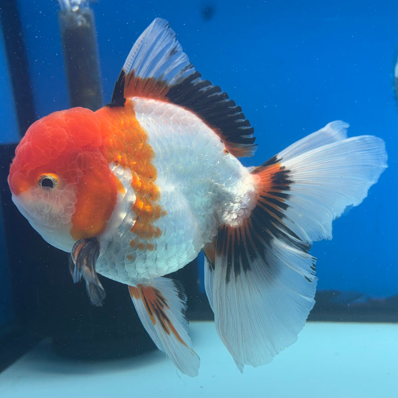 Thai Oranda JUMBO Tri-Color/Apache 4” Body Male(CK-1366)R1B12