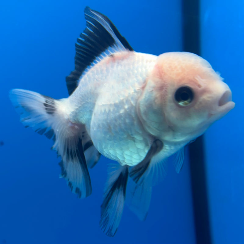 Thai Oranda Panda 2.5” Body Female(CK-1289)R3B02