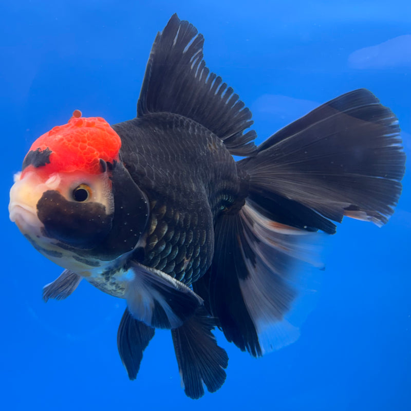 Thai Oranda AA JUMBO Tri-Color 4.5” Body Male(AA-CK-1353)R1BLUETUB3
