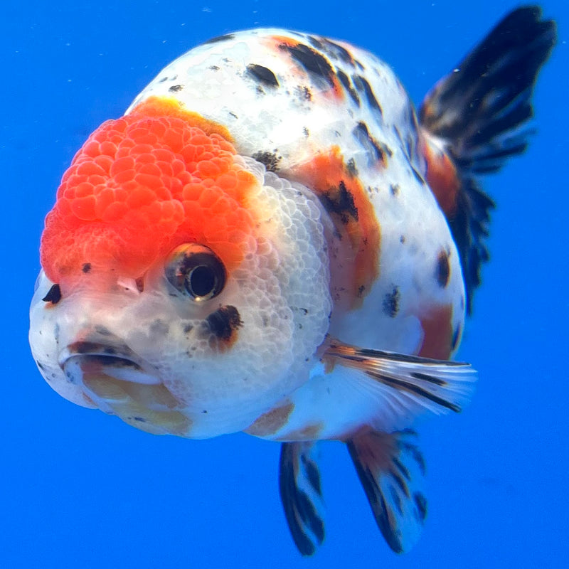 Thai Ranchu Tri-Color Calico 4” Body Male(CK-943)R2C03