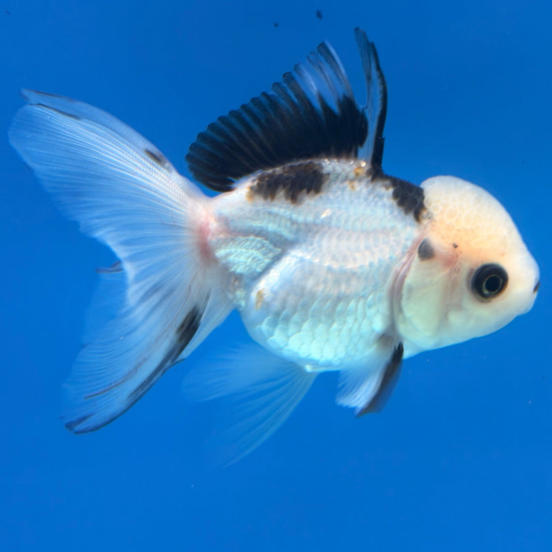 Thai Oranda Panda Lemonhead 2.5” Female (FEB-316)R3B08