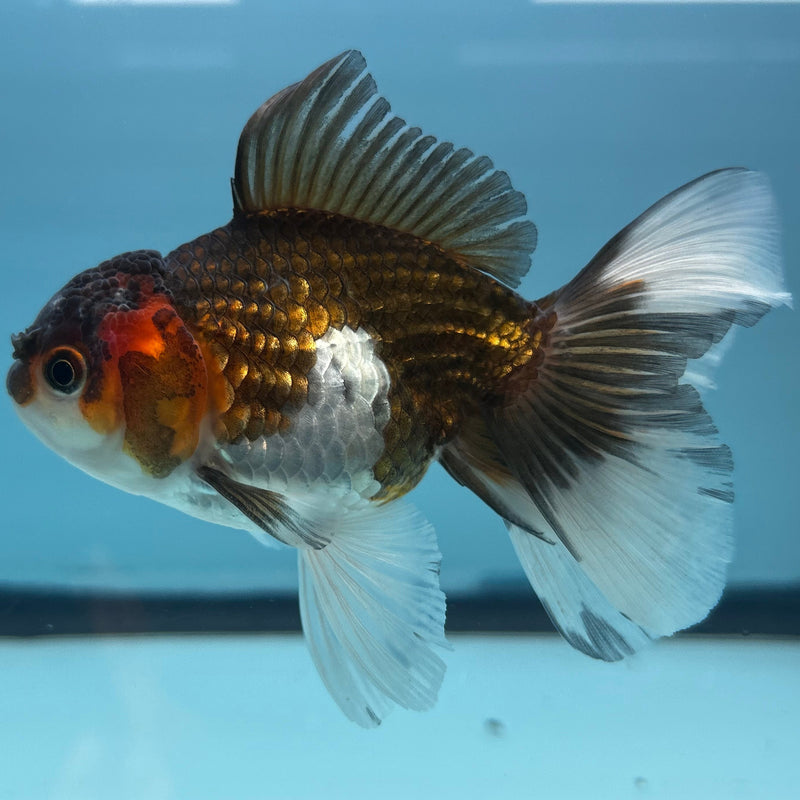 Thai Tri-Color Oranda 2.5”Body Male (JCD-036)R4B04