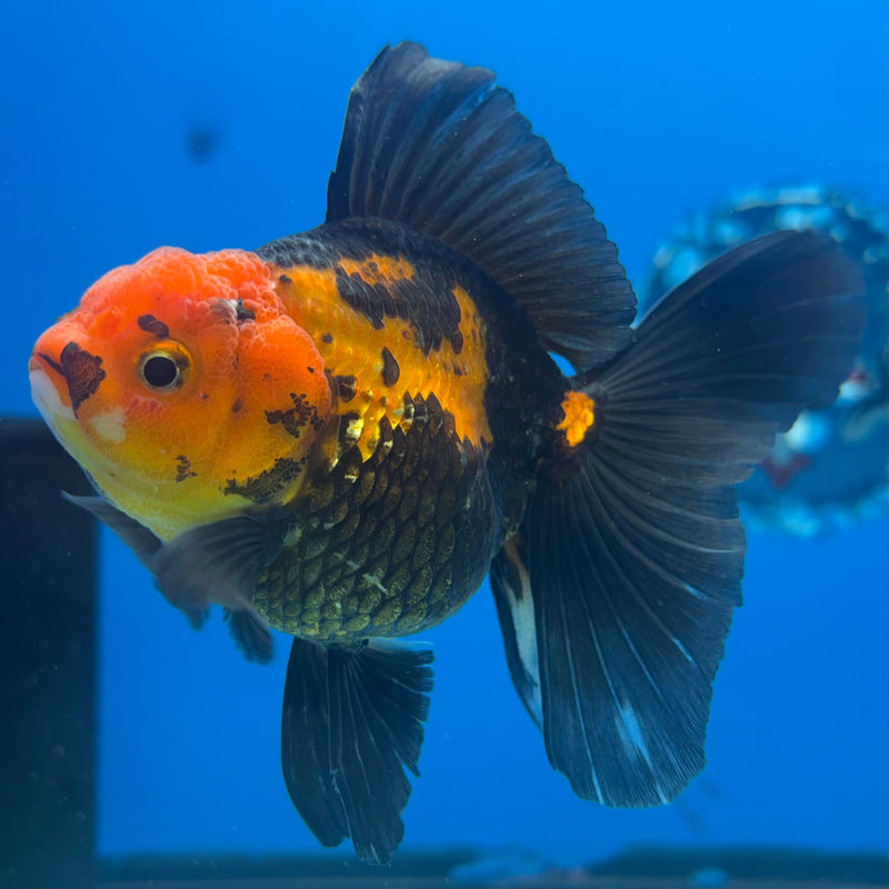 Thai Oranda Apache 3” Body Female(CK-847)R3B19