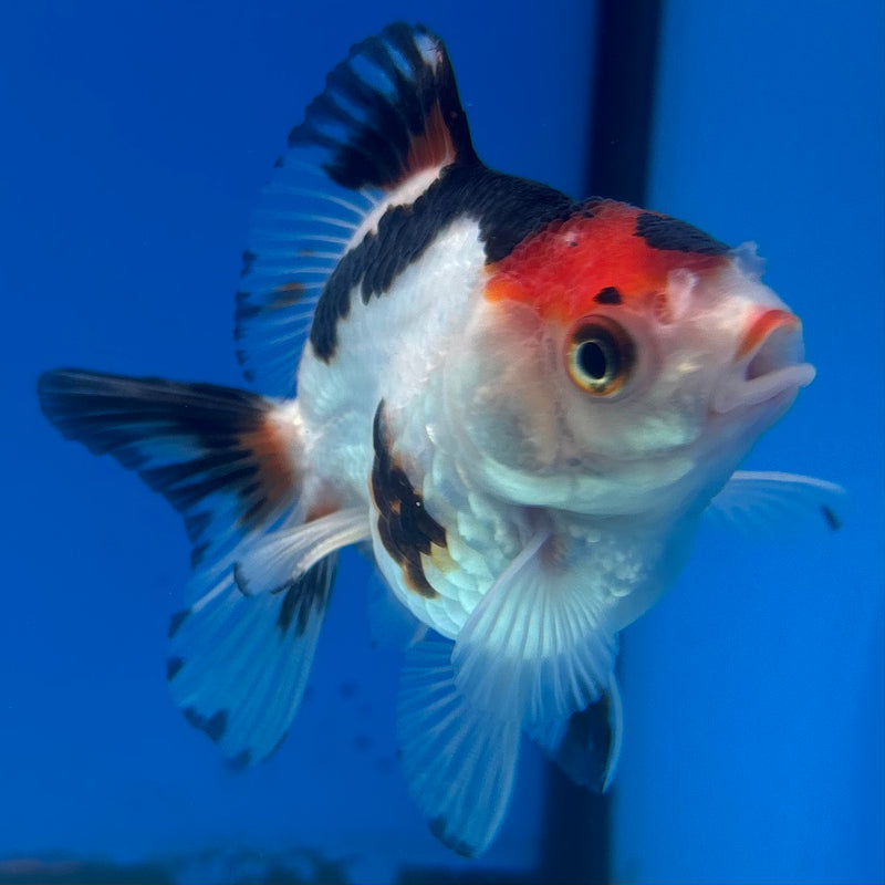Thai Oranda NOK Tri-Color 2.5” Body Female(NOK-CK-1187)R3B14