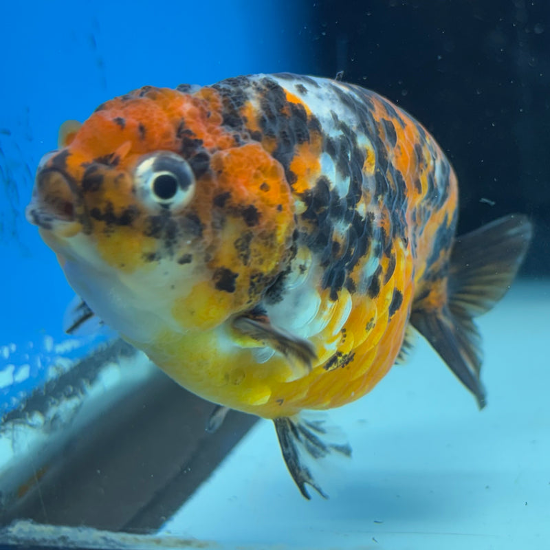 Thai Ranchu Calico 3” Body Female(CK-1393)R1A09