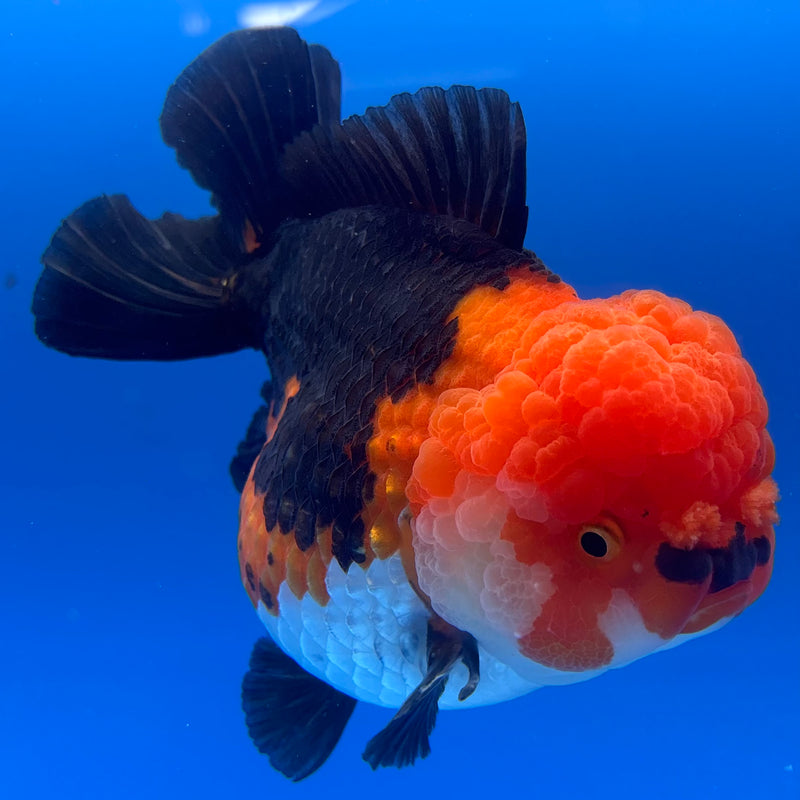 Thai Premium Jumbo Oranda Yuanbao Apache 4.5” Body Female(CK-775)R1BlueTub4