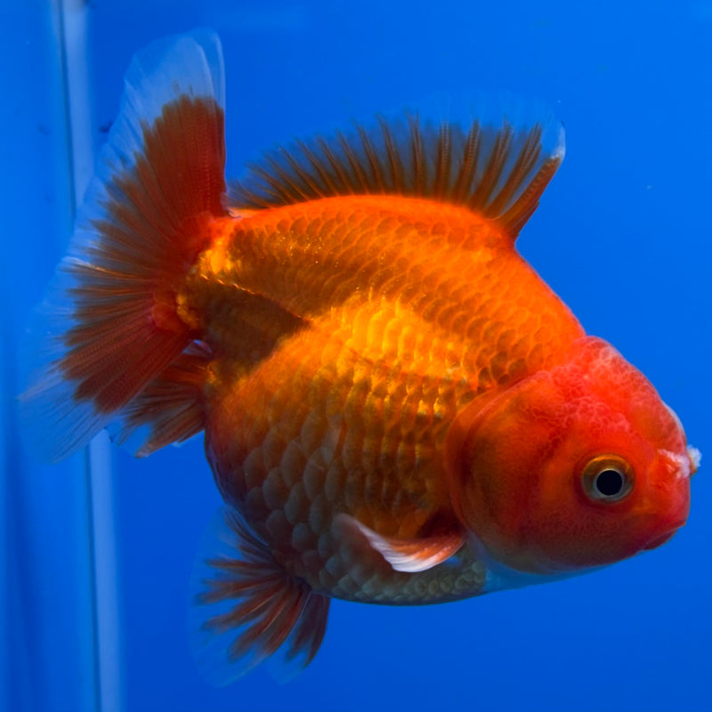 Thai Oranda Full Red 3” Body Male(CK-712)R1A06