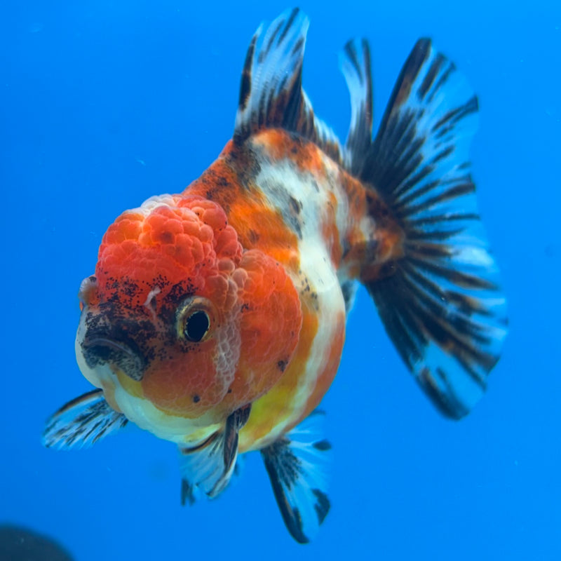 Thai Oranda SHOGUN 2.5” Body Female(CK-1148)R3A12