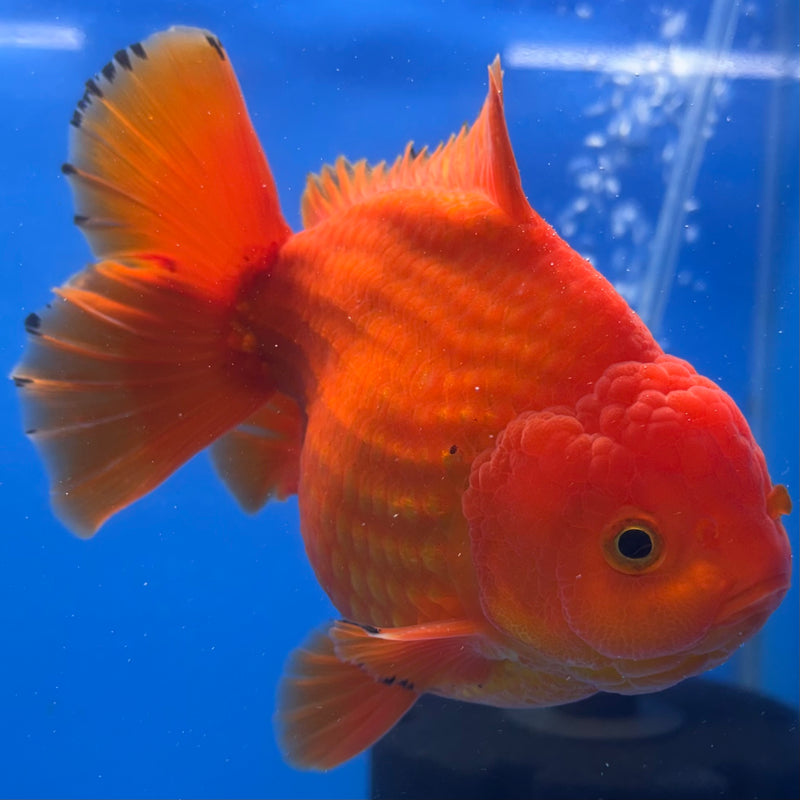 Thai Oranda Full Red 4” Body Male(CK-1442)BLUETUB2