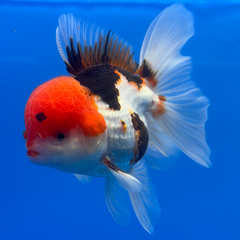 Thai Oranda JUMBO Tri-Color/Apache 4” Body Male(CK-1369)R1B12