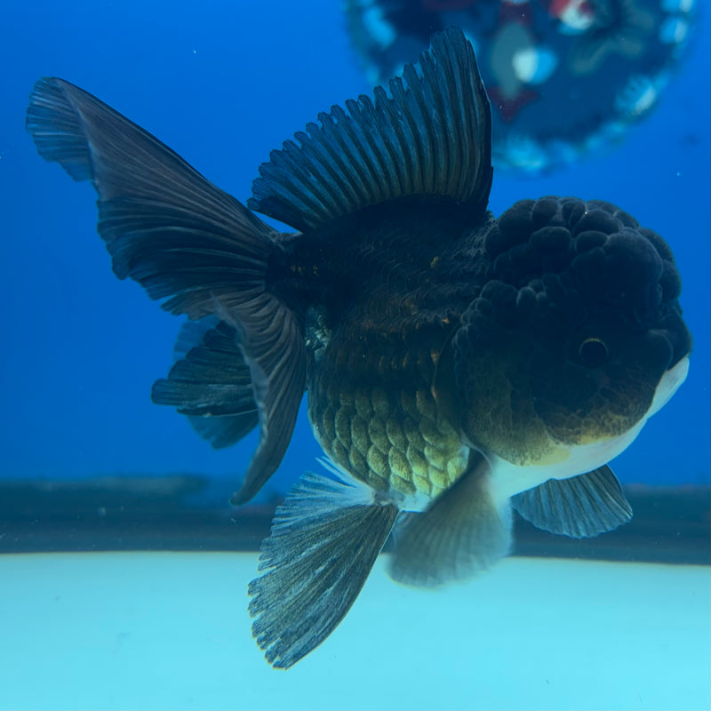 Thai Oranda Panda 2.5” Body Female(CK-902)R3B16