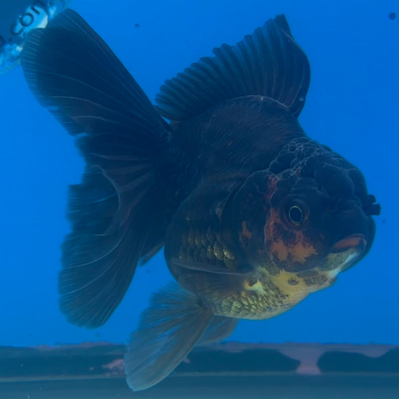 Thai Oranda Black Body Red Cap 3” Body Female(CK-1417)R3A11