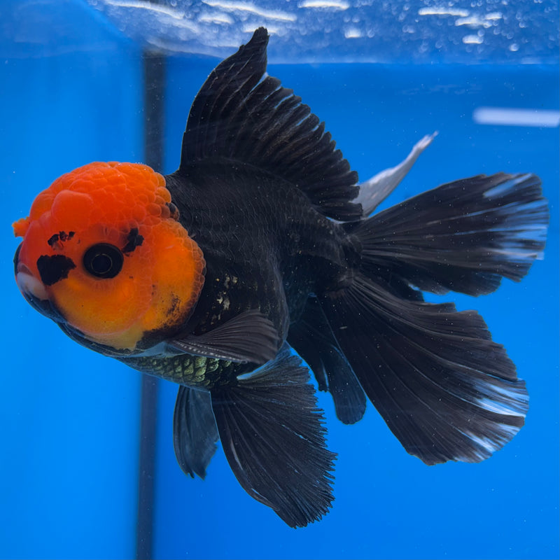 Thai Oranda Black Body Red Cap 3.5" Male(CK-1541)R2B13