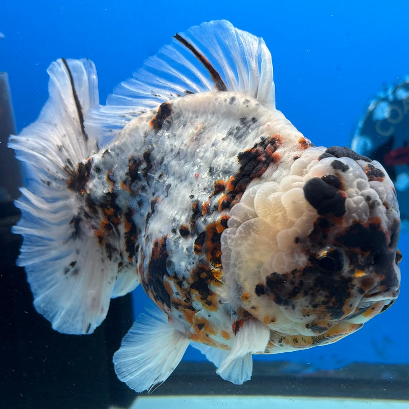 Thai Oranda Tri-Color Calico Tiger 5.5” Body Male(NKT-CK-1030)SHOWTANK2