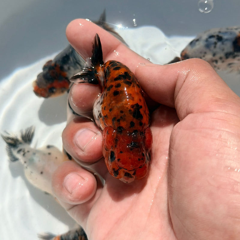 AA Calico Dragon Head Thai Ranchu 2.5'' OUR CHOICE (CGF-086)