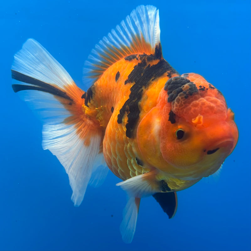 Thai Oranda Tiger Calico 3.5” Body Female(BIN-CK-1056)SHOWTANK2
