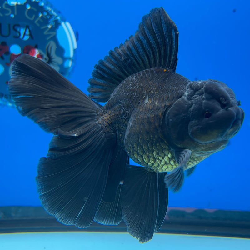 Thai Oranda Full Black 3” Body Male(CK-625)R1A03