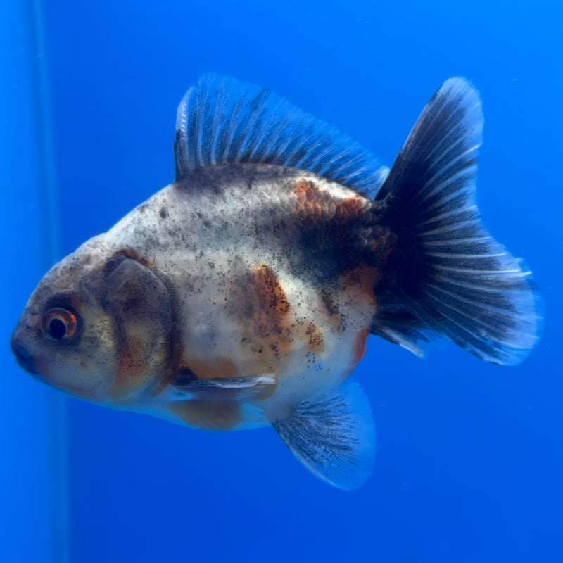 Thai Oranda SHOGUN 2.5” Body Male(CK-798)R1B04
