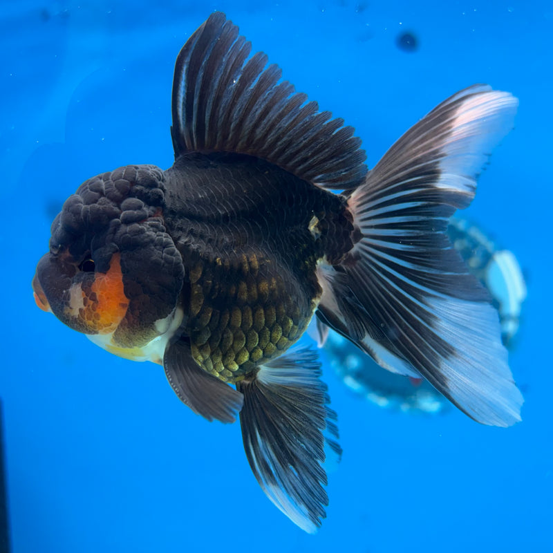 Thai Oranda Apache 2.5” Body Male(CK-982)R3B08