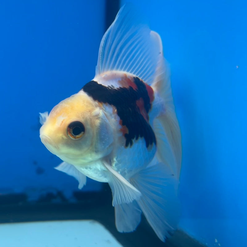Thai Oranda Tri-Color 2.5” Body Male(CK-1421)R3B19