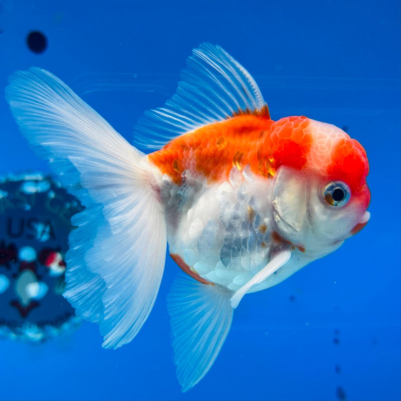 (KP-222) Thai Fancy Skaura Oranda 3'' Male R3B22