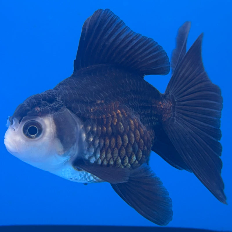 Thai Oranda Panda 2” Body Female(CK-1311)R3B13