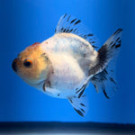 (KP-256) SHOGUN 2.5'' Calico Oranda (TUB15)