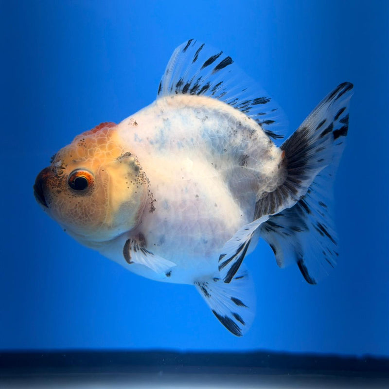 (KP-256) SHOGUN 2.5'' Calico Oranda (TUB15)
