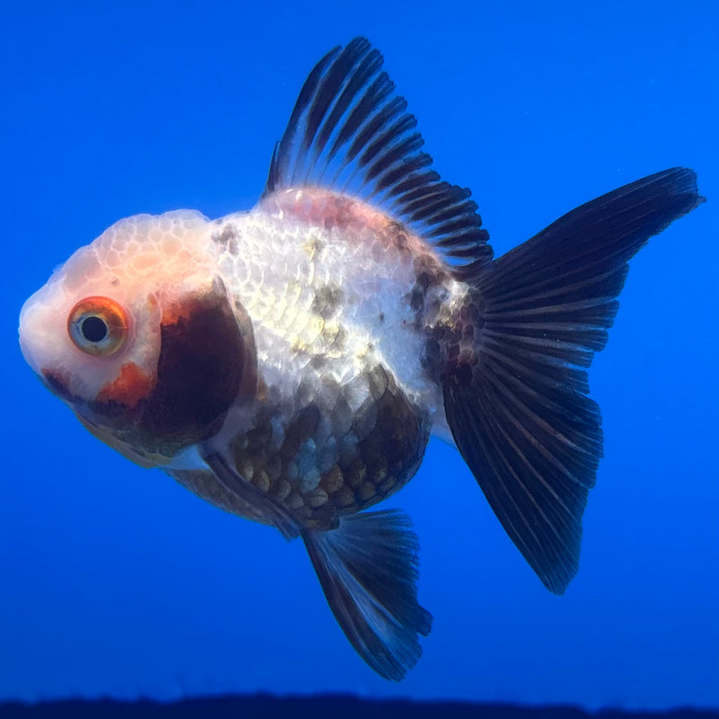 Thai Oranda Tri-Color 2.5” Body Female(CK-1237)R3B12