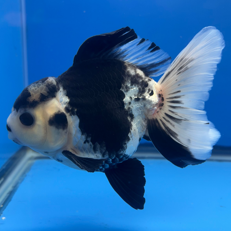 Thai Oranda JUMBO Panda 4.5” Body Male(QGF-CK-1332)BLUETUB1