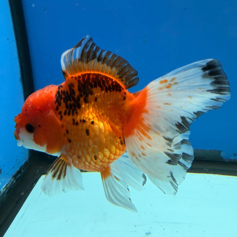 Thai Oranda Tri-Color 4in Female (FEB-312)R2B04