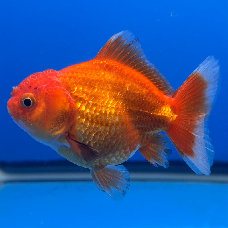 Thai Oranda Tri-Color 2.5” Body Male(CK-1003)R3B18