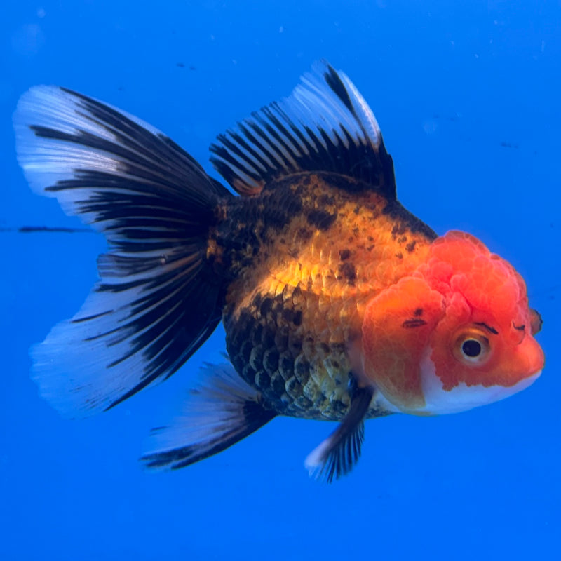 Thai Oranda Apache 3” Body Female(CK-963)R3B12