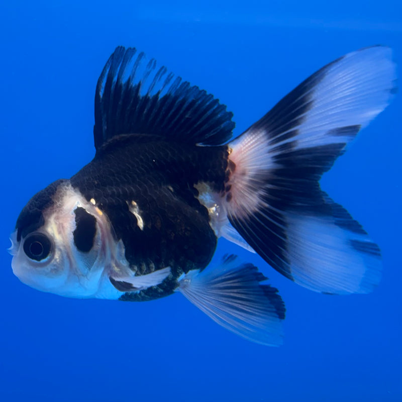 Thai Oranda Panda 2.5” Body Female(CK-1243)R3B10