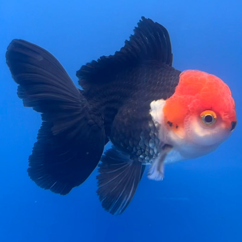 Thai Oranda Tri-Color 3” Body Male(CK-654)R1A12