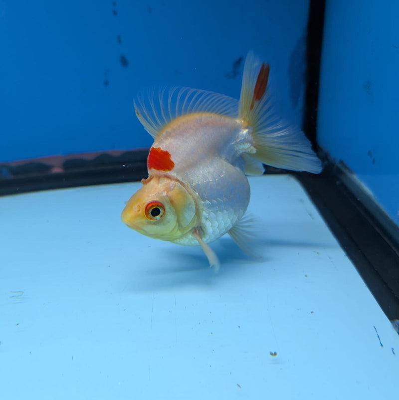 (KP-235) Red & White Thai Ryukin 2.5'' Female Show Quality R3B09