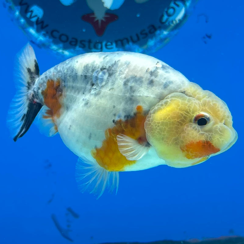 Thai Ranchu Lemon Head Calico 3” Body Male(CK-1388)R1A09