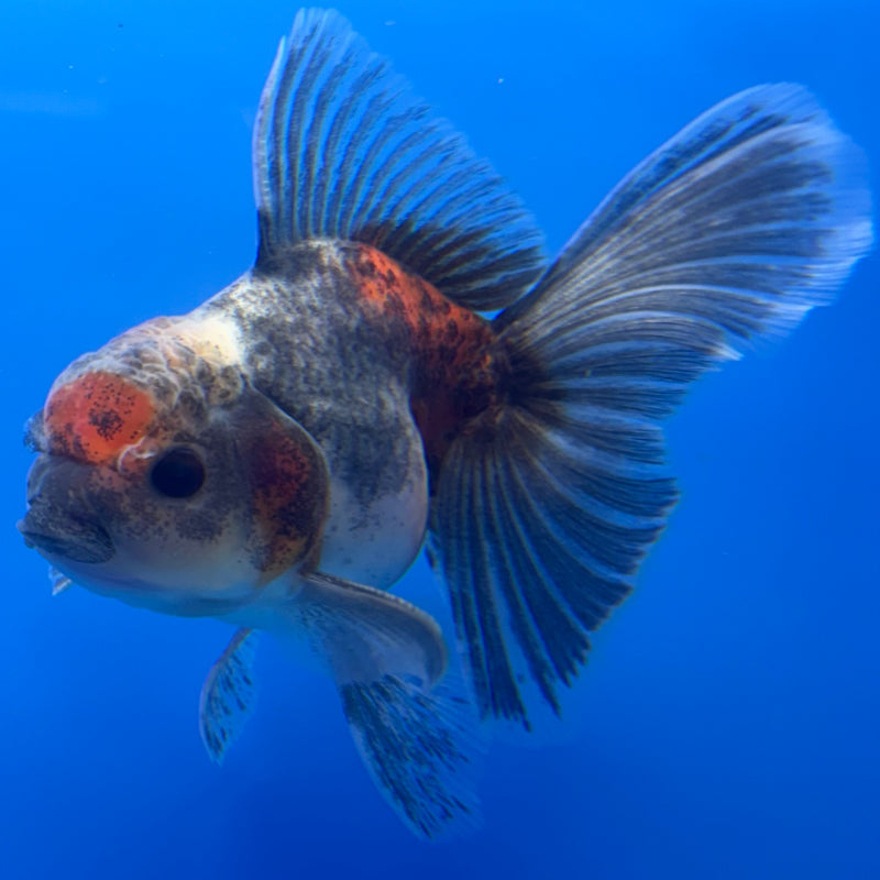 Thai Oranda SHOGUN 3” Body Male(CK-732)R1B01
