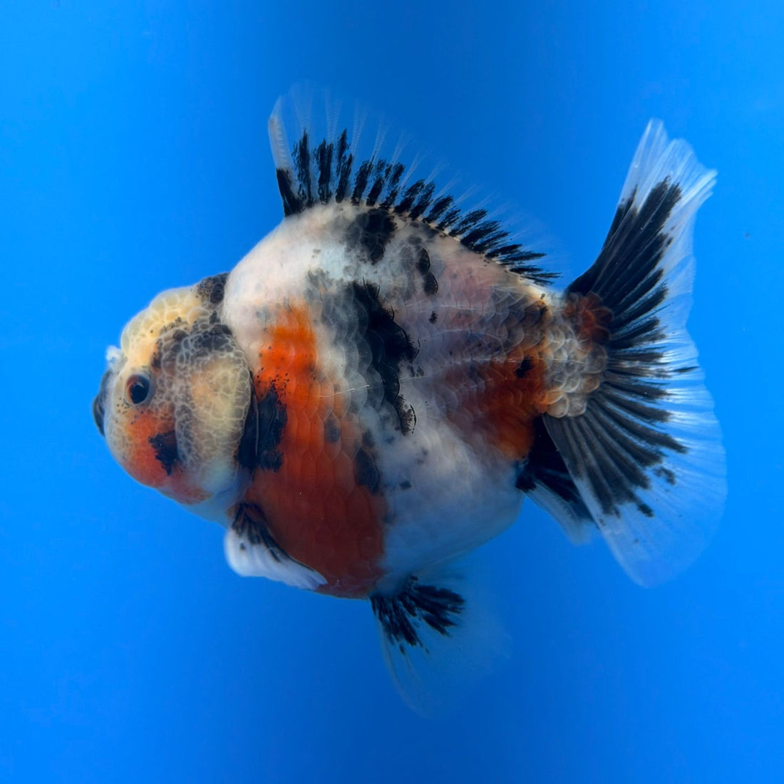 (KP-259) SHOGUN 2.5'' Calico Oranda (TUB15)