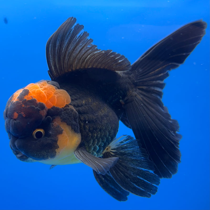 Thai Oranda Apache 3” Body Male(CK-734)R1B02
