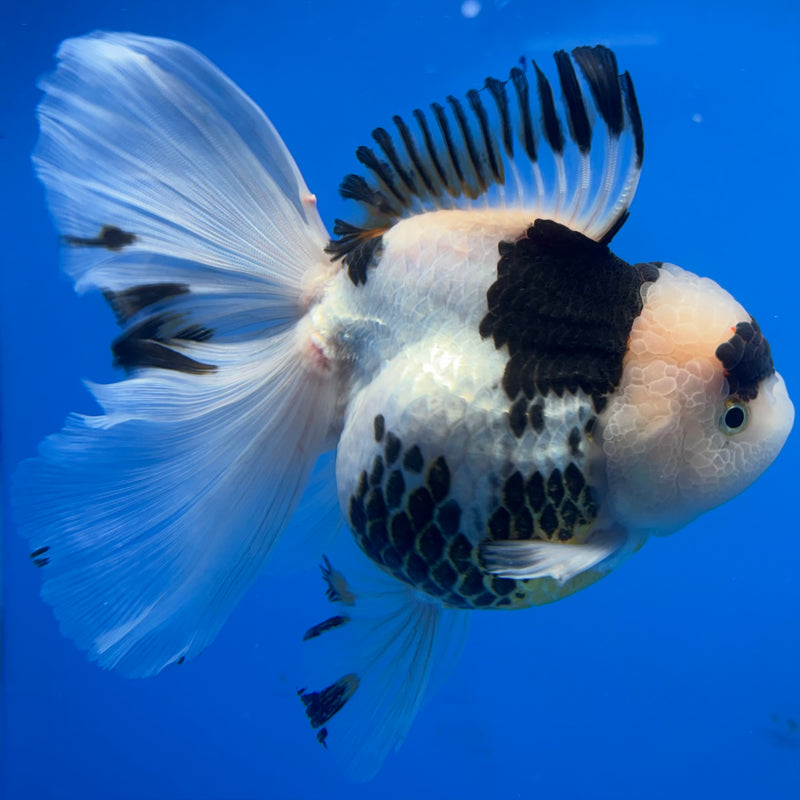 Thai Oranda NOK AA Medium Breed Peacock Tail Tri-Color 4” Body Female(CK-801)R1A08