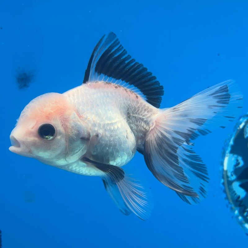 Thai Oranda Panda 2.5” Body Female(CK-1289)R3B02