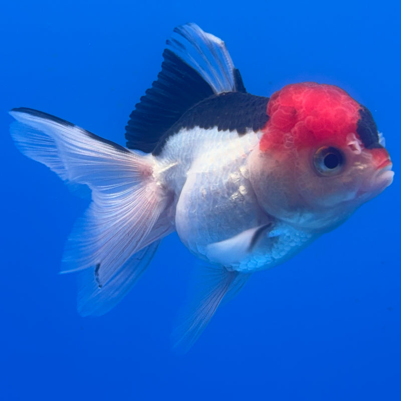 Thai Oranda Tri-Color 2.5” Body Female(CK-1257)R3B07