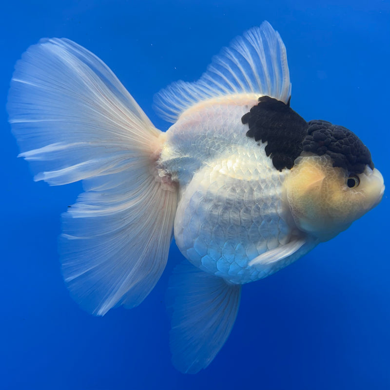 Thai Oranda AA JUMBO Panda 4” Body Female(AA-CK-1349)R1BLUETUB3